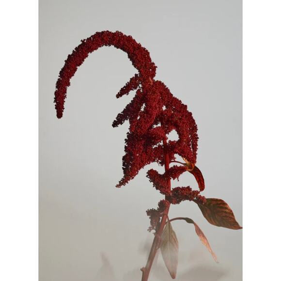 RETAIL $87 Twentynine Palms Santa‎ Ana Salve Facial Moisturizer*Hyaluronic Acid - Picture 4 of 5